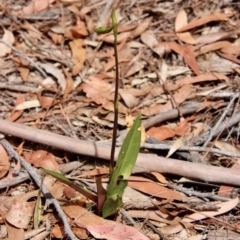 Cryptostylis sp. at Moruya, NSW - 18 Dec 2022 by LisaH