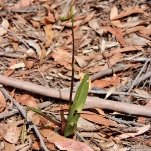 Cryptostylis sp. at Moruya, NSW - 18 Dec 2022