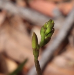 Cryptostylis sp. at Moruya, NSW - 18 Dec 2022