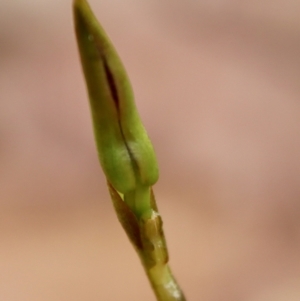 Cryptostylis sp. at Moruya, NSW - 18 Dec 2022