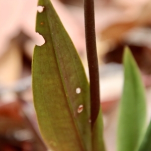 Cryptostylis sp. at Moruya, NSW - 18 Dec 2022