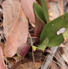 Cryptostylis sp. at Moruya, NSW - suppressed