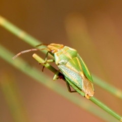 Diaphyta pulchra (She-oak Stink Bug) at Moruya, NSW - 18 Dec 2022 by LisaH
