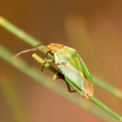 Diaphyta pulchra (She-oak Stink Bug) at Moruya, NSW - 18 Dec 2022 by LisaH