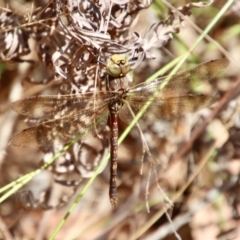 Adversaeschna brevistyla (Blue-spotted Hawker) at Moruya, NSW - 18 Dec 2022 by LisaH