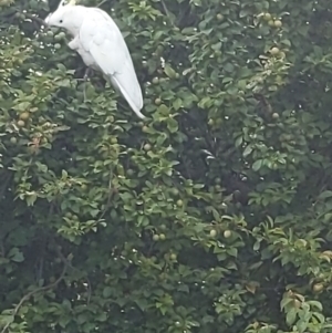 Cacatua galerita at Queanbeyan, NSW - 18 Dec 2022 04:23 PM