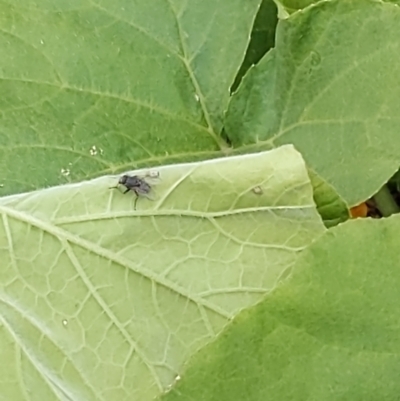 Unidentified Other true fly at Queanbeyan, NSW - 18 Dec 2022 by LiddyBee