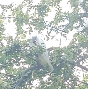 Cacatua galerita at Queanbeyan, NSW - 18 Dec 2022 04:03 PM