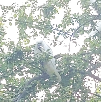 Cacatua galerita (Sulphur-crested Cockatoo) at Queanbeyan, NSW - 18 Dec 2022 by LiddyBee