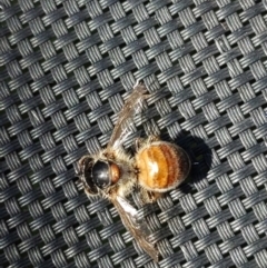 Apis mellifera (European honey bee) at QPRC LGA - 18 Dec 2022 by LiddyBee