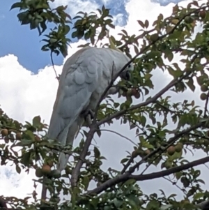 Cacatua galerita at Queanbeyan, NSW - 18 Dec 2022