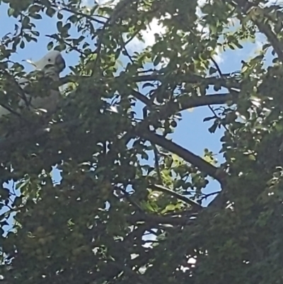 Cacatua galerita (Sulphur-crested Cockatoo) at Queanbeyan, NSW - 18 Dec 2022 by LiddyBee