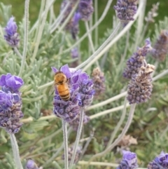 Apis mellifera (European honey bee) at QPRC LGA - 18 Dec 2022 by LiddyBee