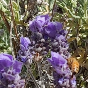 Apis mellifera at Queanbeyan, NSW - 18 Dec 2022