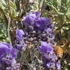 Apis mellifera (European honey bee) at Queanbeyan, NSW - 18 Dec 2022 by LiddyBee