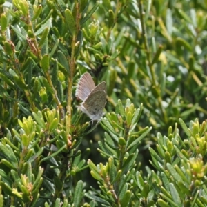 Zizina otis at Thredbo, NSW - 13 Dec 2022 11:41 AM