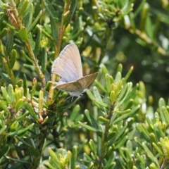 Zizina otis at Thredbo, NSW - 13 Dec 2022