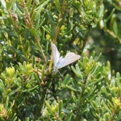 Zizina otis at Thredbo, NSW - 13 Dec 2022 11:41 AM