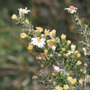 Olearia phlogopappa subsp. serrata at Kosciuszko National Park, NSW - 13 Dec 2022