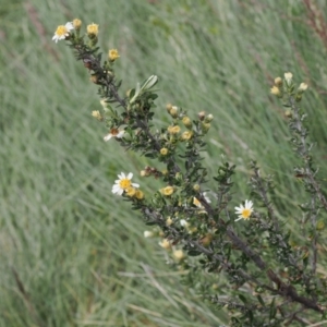 Olearia phlogopappa subsp. serrata at Kosciuszko National Park, NSW - 13 Dec 2022