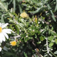 Olearia phlogopappa subsp. serrata at Kosciuszko National Park, NSW - 13 Dec 2022