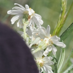 Olearia phlogopappa subsp. serrata at Kosciuszko National Park, NSW - 13 Dec 2022