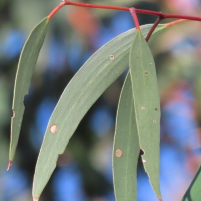 Eucalyptus pauciflora subsp. pauciflora (White Sally, Snow Gum) at Greenway, ACT - 16 Dec 2022 by SandraH