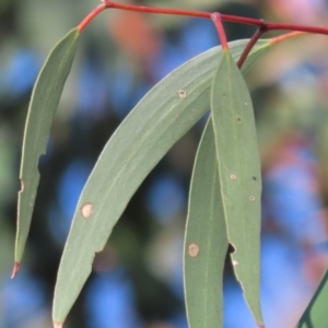Eucalyptus pauciflora subsp. pauciflora at Greenway, ACT - 17 Dec 2022
