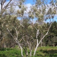 Eucalyptus pauciflora subsp. pauciflora at Greenway, ACT - 17 Dec 2022