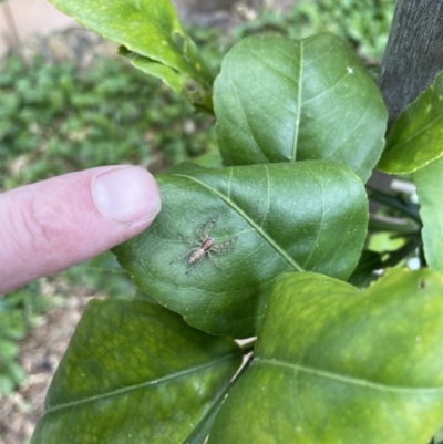 Helpis minitabunda (Threatening jumping spider) at QPRC LGA - 18 Dec 2022 by Mavis