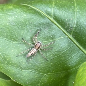 Helpis minitabunda at Jerrabomberra, NSW - suppressed