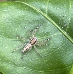 Helpis minitabunda at Jerrabomberra, NSW - suppressed