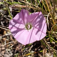 Convolvulus angustissimus subsp. angustissimus (Australian Bindweed) at Jerrabomberra, ACT - 18 Dec 2022 by trevorpreston