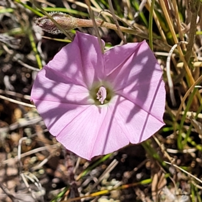 Convolvulus angustissimus subsp. angustissimus (Australian Bindweed) at Jerrabomberra, ACT - 18 Dec 2022 by trevorpreston