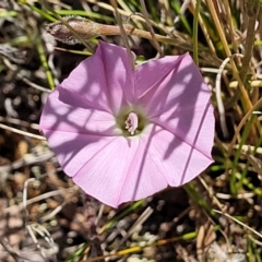 Convolvulus angustissimus subsp. angustissimus (Australian Bindweed) at Jerrabomberra Grassland - 18 Dec 2022 by trevorpreston