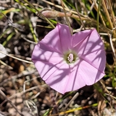 Convolvulus angustissimus subsp. angustissimus at Jerrabomberra, ACT - 18 Dec 2022