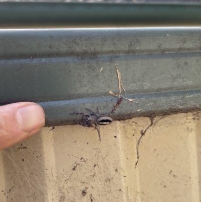 Sandalodes superbus (Ludicra Jumping Spider) at Jerrabomberra, NSW - 18 Dec 2022 by Mavis