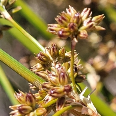 Juncus vaginatus (Clustered Rush) at Jerrabomberra, ACT - 18 Dec 2022 by trevorpreston