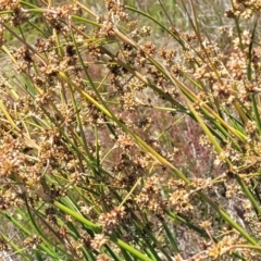 Juncus vaginatus at Jerrabomberra, ACT - 18 Dec 2022