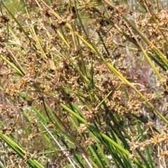 Juncus vaginatus at Jerrabomberra, ACT - 18 Dec 2022