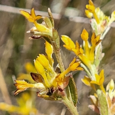 Pimelea curviflora var. sericea (Curved Riceflower) at Jerrabomberra, ACT - 18 Dec 2022 by trevorpreston