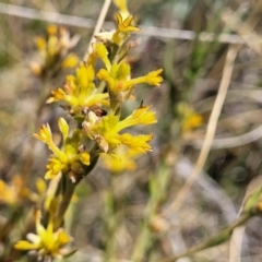 Pimelea curviflora var. sericea at Jerrabomberra, ACT - 18 Dec 2022 11:15 AM