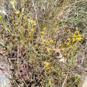 Pimelea curviflora var. sericea at Jerrabomberra, ACT - 18 Dec 2022 11:15 AM