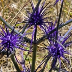 Eryngium ovinum (Blue Devil) at Jerrabomberra, ACT - 18 Dec 2022 by trevorpreston