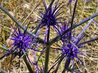 Eryngium ovinum (Blue Devil) at Jerrabomberra, ACT - 18 Dec 2022 by trevorpreston