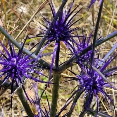 Eryngium ovinum (Blue Devil) at Jerrabomberra, ACT - 18 Dec 2022 by trevorpreston