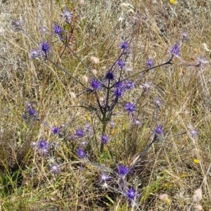 Eryngium ovinum at Jerrabomberra, ACT - 18 Dec 2022 11:17 AM