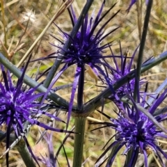 Eryngium ovinum at Jerrabomberra, ACT - 18 Dec 2022 11:17 AM