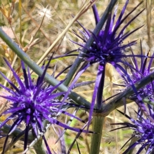 Eryngium ovinum at Jerrabomberra, ACT - 18 Dec 2022