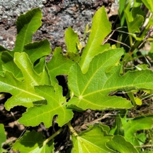 Ficus carica at Jerrabomberra, ACT - 18 Dec 2022 11:19 AM